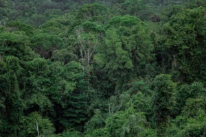 Amazônia sem perrengue: pontos e milhas