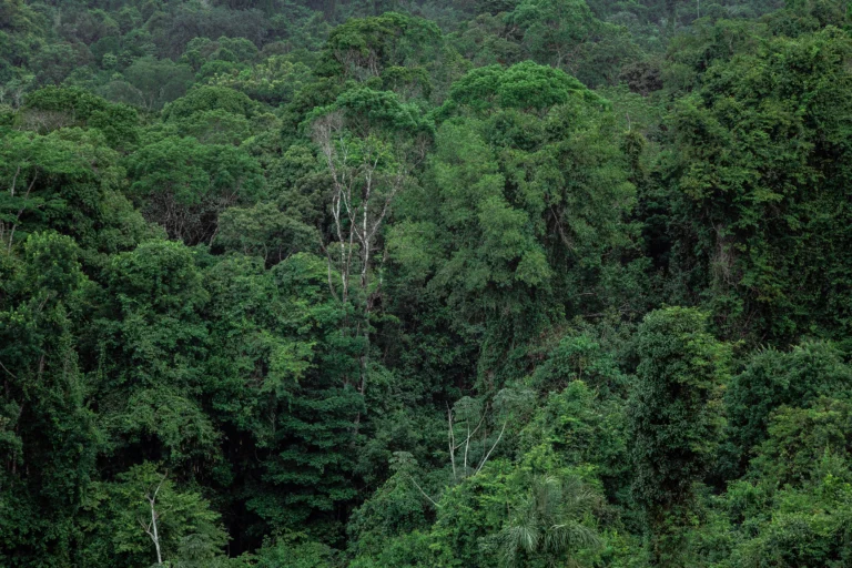 Vista aerea da Floresta Amazonica brasileira (placeholder)
