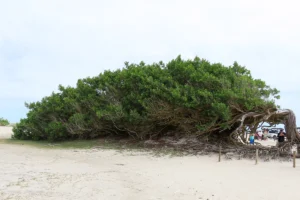 Arvore da Preguica, Jericoacoara