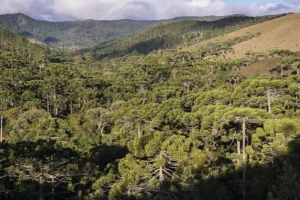 Horto Florestal, Campos do Jordão