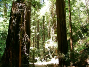 Muir Woods, San Francisco