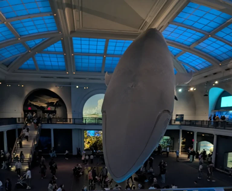 Baleia azul (modelo em tamanho real) no Museu Americano de História Natural, Nova York. Foto própria, 2026.