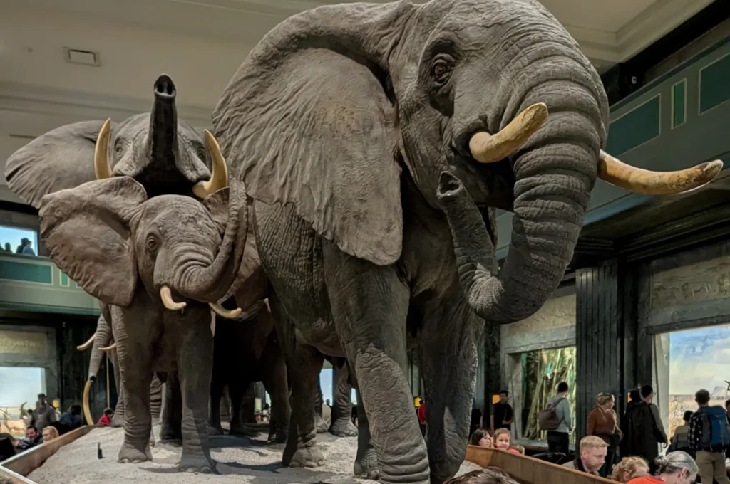 Sala dos elefantes africanos no Museu Americano de História Natural, Nova York. Foto própria, 2026.