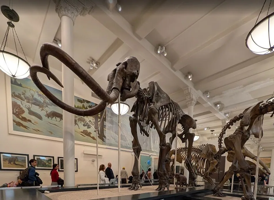Esqueleto de mamute na sala de fósseis do American Museum of Natural History, em Nova York
