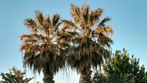 Miami: praia, gastronomia e compras
