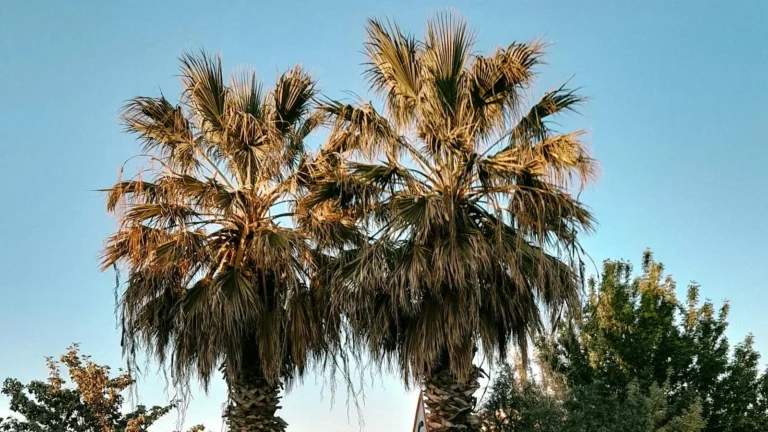 Coqueiros ao entardecer em Miami, na Flórida