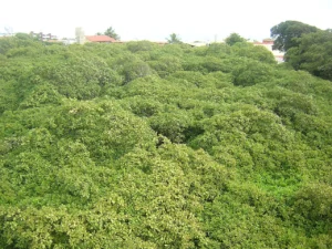 Maior Cajueiro do Mundo, Natal