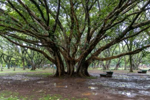 Parque Ibirapuera, São Paulo