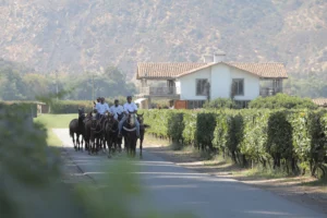 Vinhedo Angostura da Viña Casa Silva, no Vale de Colchagua, com cavaleiros na alameda